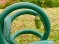 Monarch butterfly chrysalis
hose landscape